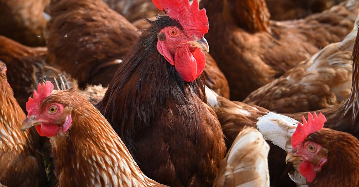 Обзор слота Bigger Barn House Bonanza с фермерской тематикой