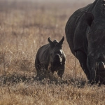 Игровой автомат Great Rhino Deluxe с африканскими животными