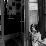 Игровой автомат The Dog House Megaways с символами собак на барабанах